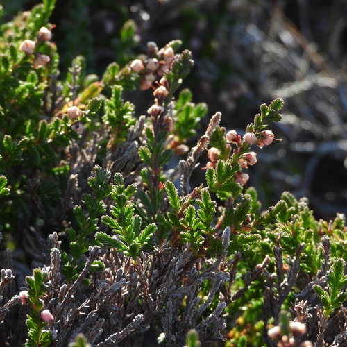 common heather