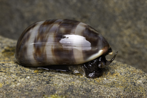 Cypraea eglantina observed 2026-09-29