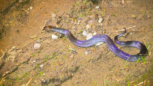 Hypsiscopus plumbea observed 2026-08-15