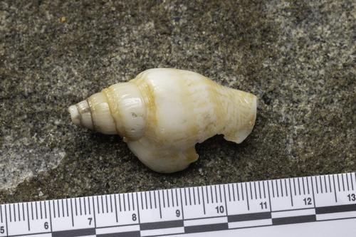 Strombus campbelli, 2026-09-29