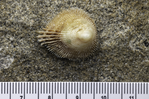 Pilosabia trigona observed 2026-09-29