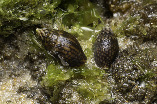 Pardalinops testudinaria observed 2026-09-29