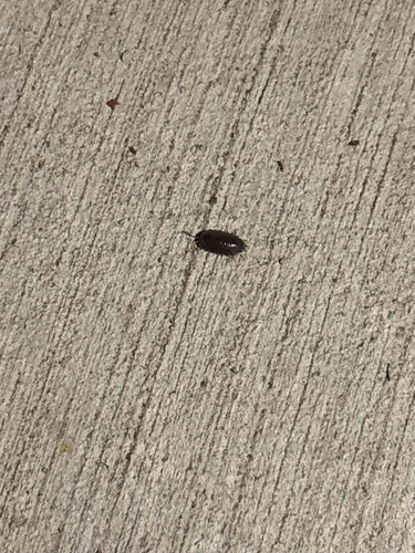 Swift Woodlouse