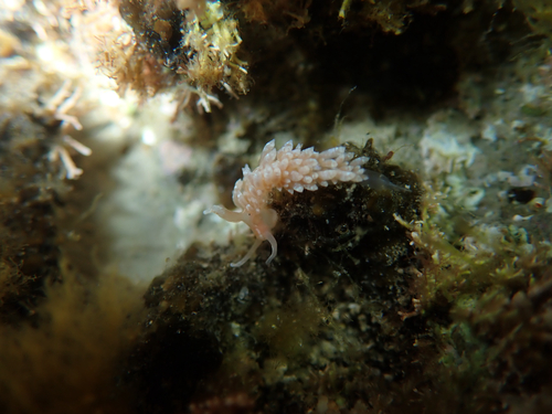 Colorful Aeolid
