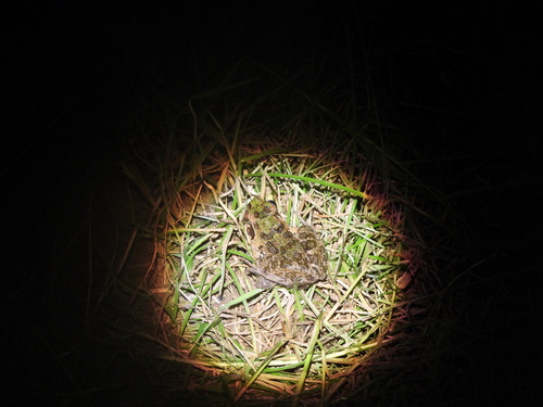 Fejervarya cancrivora observed 2026-08-15
