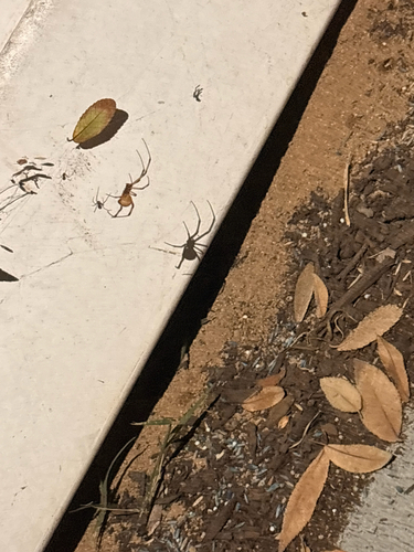 Brown Widow