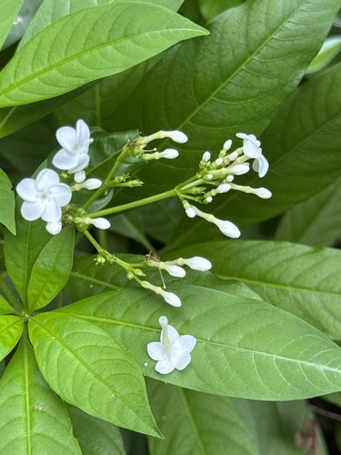 Rauvolfia verticillata observed 2026-10-01