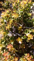 Polygala monspeliaca
