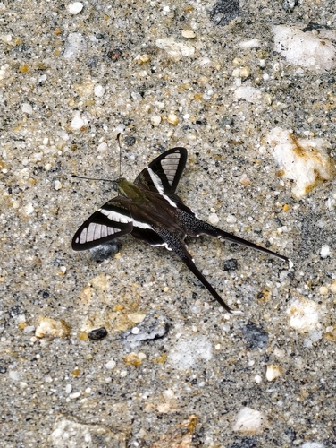 White Dragontail Butterfly