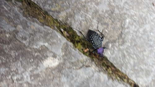 Carabus pustulifer