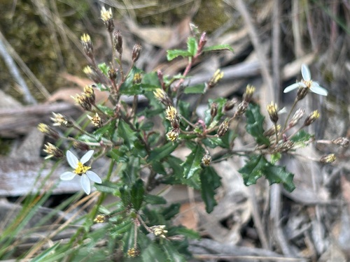 Olearia erubescens, 2026-10-01