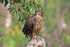 Ketupa zeylonensis
