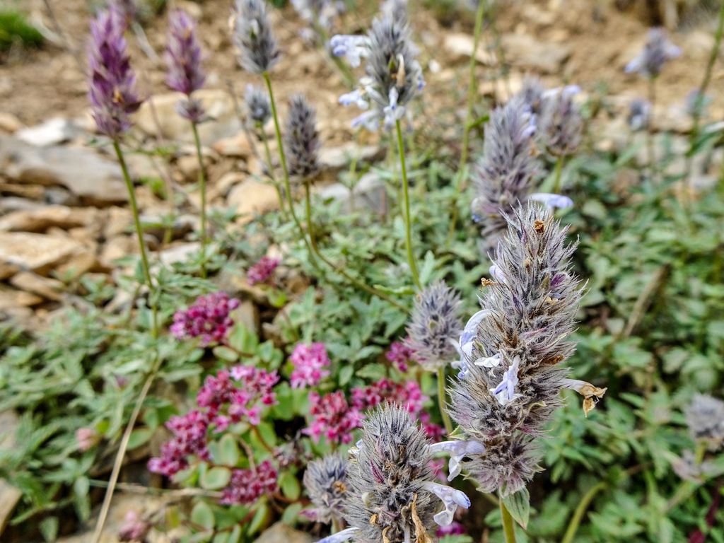 Two-Color Catmint