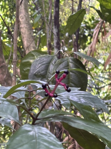 Chassalia curviflora observed 2026-10-01