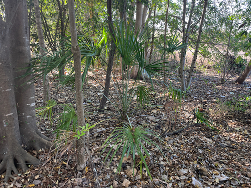 Livistona decora, 2026-10-01