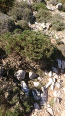 Genista acanthoclada