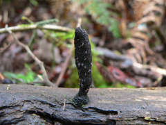 Xylaria castorea