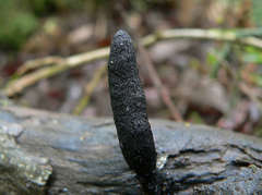 Xylaria castorea