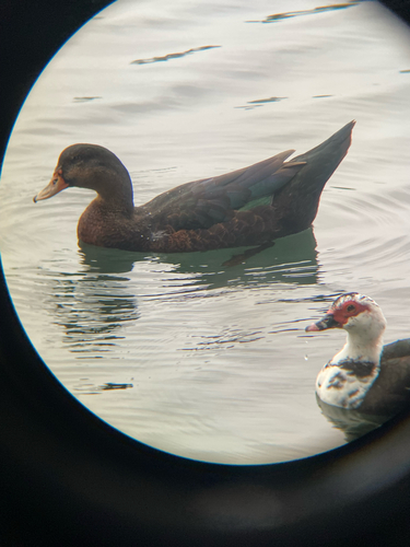Anas platyrhynchos observed 2026-09-30