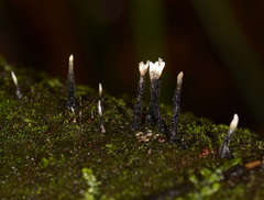 Xylaria apiculata