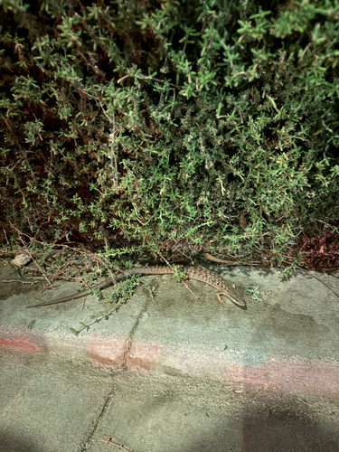 Southern Alligator Lizard