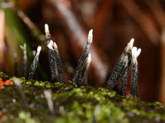 Xylaria apiculata