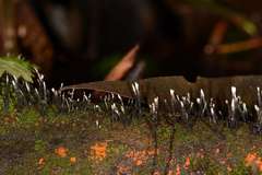 Xylaria apiculata