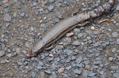 Plestiodon septentrionalis obtusirostris