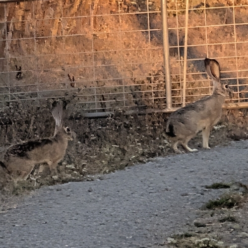 Black-tailed Jackrabbit