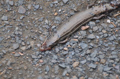 Plestiodon septentrionalis obtusirostris