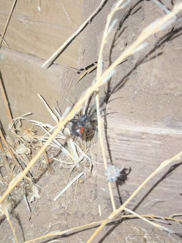 Western Black Widow