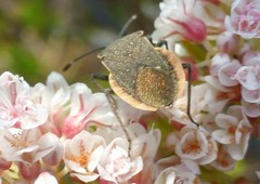 Catorhintha apicalis