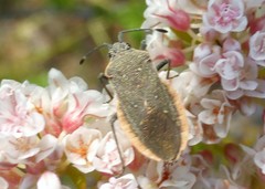 Catorhintha apicalis