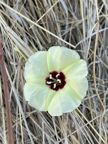Merremia palmata