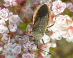 Catorhintha apicalis