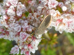 Catorhintha apicalis