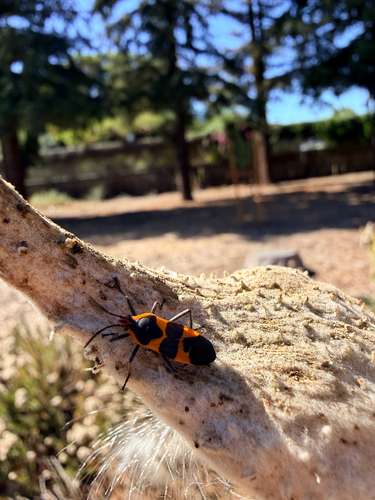 Large Milkweed Bug