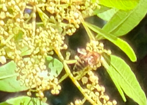 Western Honey Bee