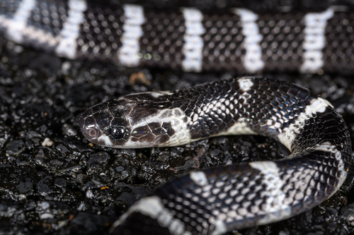 Many-banded Krait