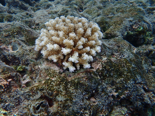 Pocillopora verrucosa observed 2026-10-01