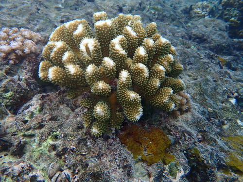 Pocillopora grandis observed 2026-10-01