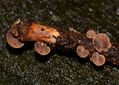 Deconica horizontalis