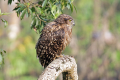 Ketupa zeylonensis