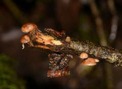 Deconica horizontalis