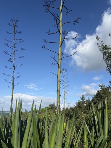Agave, 2026-09-22