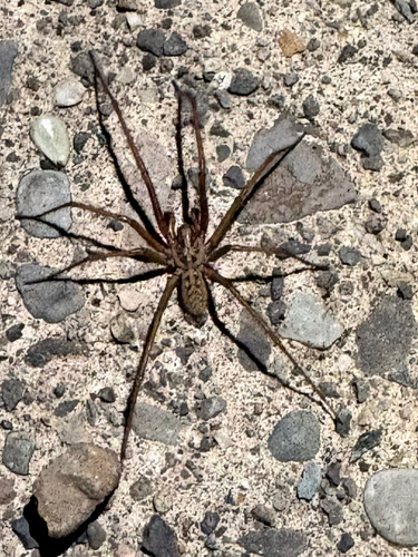 Giant House Spider