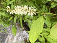 Itea