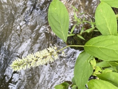 Itea