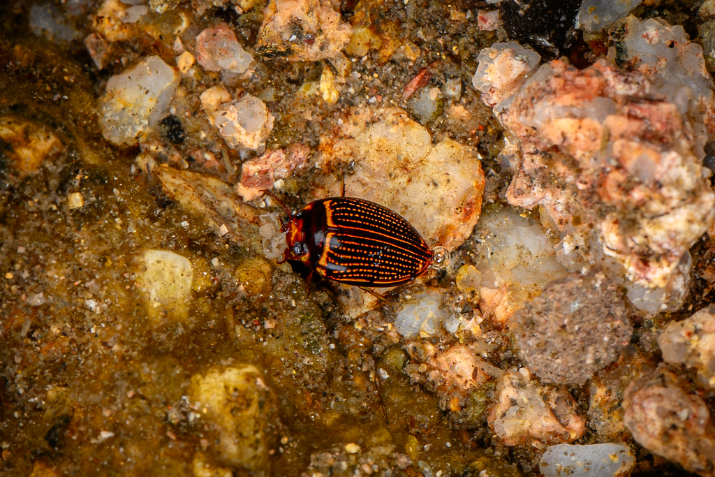 Platynectes dissimilis