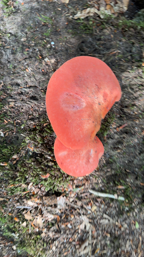 Beefsteak Polypore